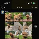 꿈꾸는개 이미지