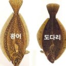 우광 이미지