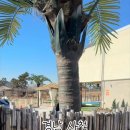 구공스테이 안토이 비토 이미지