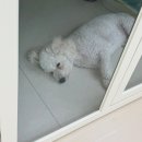 털로 덮인 친구들 인천검단점 이미지