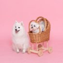 토토PC | 2026년 4월 / 정원 셀프사진관 평택, 강아지 동반 평택 셀프사진관, 반려동물 셀프스튜디오 평택...