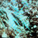 꽃피우개 이미지