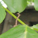 정수자 농장 이미지