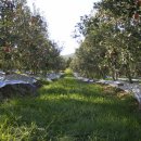 [친환경 저농약]껍질째 먹는 청송안심꿀사과-11월 중으로 가을 부사판매예정 이미지