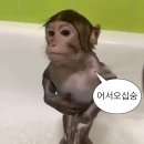 미국 가기 전 사주 7번 본 ssul. 중