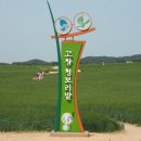 나성반점 이미지