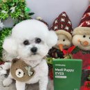 도도메디 이미지