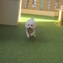 왕짱애견유치원 | 강남애견유치원 추천, 바우라움 강아지유치원&amp;호텔 메인 캠퍼스