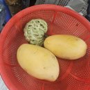 4860 | 나트랑 최신 과일시세 정보 여행 필수코스 65번 과일가게 망고 망고스틴 슈가애플(석가) 후기