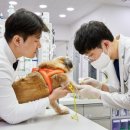 봄날동물병원 이미지