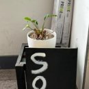 카페 소프(cafe sof)