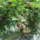 복중농장 이미지