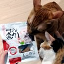 캣올 이미지