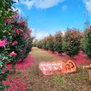 남원읍-123 이미지