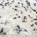 빌렛동산 이미지