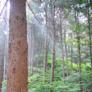 청태산자연휴양림 이미지