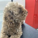 디오펫살롱 이미지