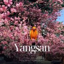 7182 | 양산 통도사 홍매화 위치 주차장 현황 실시간 후기 (우담바라 개화 만개시기)