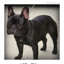 패밀리독 이미지