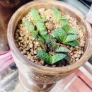 팜스바이오텍 이미지