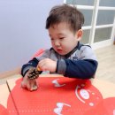 아이나무숲