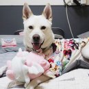 맥스동물병원 이미지