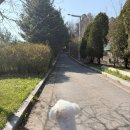 소풍농월 | 파주 문산 소풍농월 애견동반 가능(넓은 잔디밭 있음)