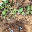 [공지] [이천 CCTV] 5천 평 대형 별장·정원 도난 방지를 위한 IP카메라 및 200M 광케이블 매설 시공 후기