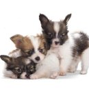 25시 종합동물병원 이미지