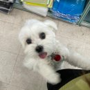 동이문구사