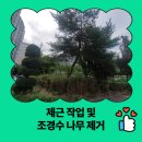 산본1동행정복지센터(26194) | 제근 작업 및 조경수 나무 제거