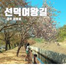 여왕길 | 경주 선덕여왕길 겹벚꽃 진평왕릉 명활성 주차