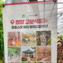 성주산건강마을 | 청양 비오는날 가볼만한 고운식물원 후기 영상(250621)
