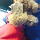 구미 JM 동물 메디컬 센터 이미지