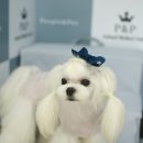 리온동물병원 이미지