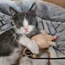 고양이 미용실 안냥 이미지