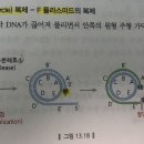 1권 13장 바이러스 및 원핵생물의 분자생물학 p.367 회전환 복제 이미지