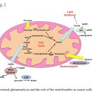 Re:Re:Metabolic reprogramming in cancer cells: glycolysis, glutaminolysis, and Bcl-2 proteins as novel therapeutic targets for cancer 이미지