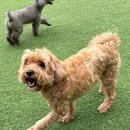 헬로우버디 이미지