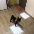 도시 강아지 이미지