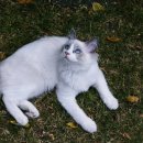 착한 고양이 이미지