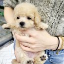 멍스타 김포강아지 분양 이미지