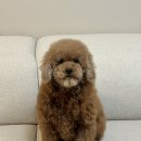 쁘띠몽펫샵 이미지