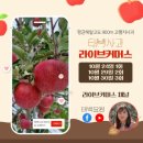 천상애