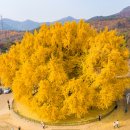 섬강자전거길(섬강살리기) | 가을 여행지 추천, 1300년의 황금빛 위엄!원주 반계리 은행나무와 함께하는 힐링 여행