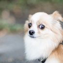 닥터펫 동물의료센터 이미지