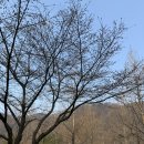 대둔산 캠핑펜션 오토캠핑장 사이트 추천 및 벚꽃현황(2025.4.3)