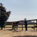 단비목장 이미지