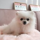 슈슈 동물병원 이미지