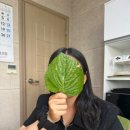 프랭크버거 전남완도점 이미지